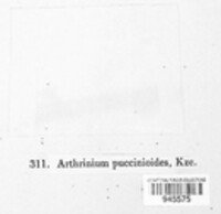 Arthrinium puccinioides image